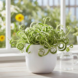 Curly Spider Live Plant, Indoor Decor Plant, 3-5 Inch Tall, 2 Inch Pot