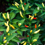 Red Pepper Live Plant, Hot Chili Pepper Plant, 4-7 Inch Tall