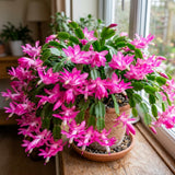 Pink Holiday Cactus Plant Live, Houseplant, 4-7 Inch Tall, 4 Inch Pot