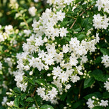White Jasmine Plant Live, Fragrant Bloom Plant, 5-7 Inch Tall, 3.5 Inch Pot