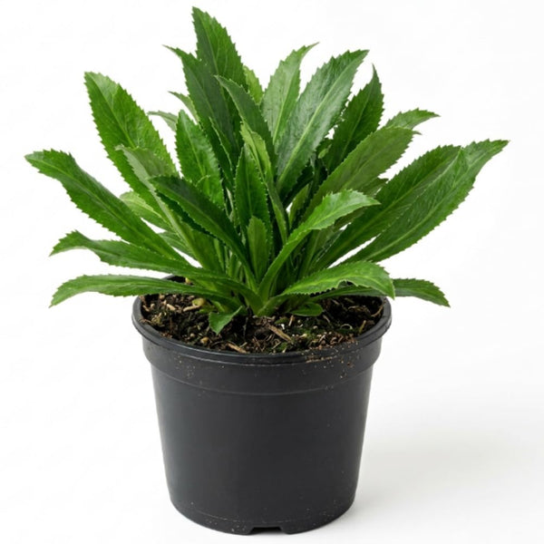Culantro Herb Live Plant, Garden Herb Plant, 4 Inch Pot