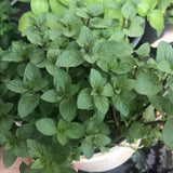 Chocolate Mint Live Plant 3-6" Tall