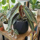 Begonia Live Plant, Basket Plant, 4-6 Inch Tall, 4 Inch Pot