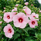 2 Pink Red Hibiscus Bushes Live Plants, Vibrant Bloom Plant, 5-7 Inch Tall
