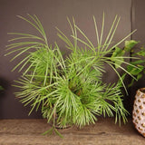 Eyelash Fern Live Plant in 2 Inch Pot, Fern Plant 4-7" Tall