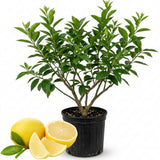Meyer Lemon Tree Plant Live, Starter Plant, 1-2 Ft Tall, 1 Gallon Pot