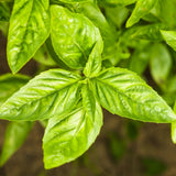 Sweet Basil Plant Live, Basil Herb Plant Outdoor Growing, 3-4 Inch Tall