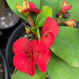 Red Crown of Thorns Live Plant, Potted Cactus Plant, 4 Inch Pot