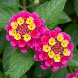2 Deep Pink Live Lantana Plants, Well-Rooted Starter Plant, 4-7 Inch Tall