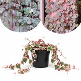 Variegated String of Hearts in 4 Inch Pot