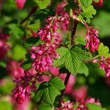 Pink Currant Live Plant, Berry Shrub, 6-10 Inch Tall, 4 Inch Pot