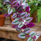 Variegated Wandering Jew Plant Live, Starter Houseplant, 3-5 Inch Tall