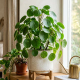 Pilea Peperomioides Money Live Plant, Home Decor Houseplant, 4 Inch Pot