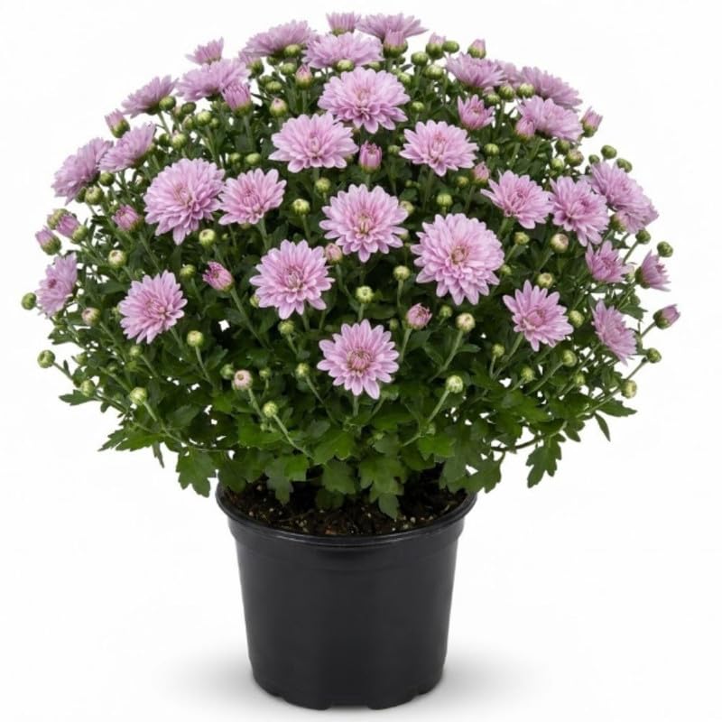 2 Lavender Chrysanthemum Live Plants - 3-6 Inch Tall