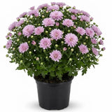 2 Lavender Chrysanthemum Live Plants - 3-6 Inch Tall