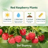 Red Raspberry Plant Live, Home Garden Berry Bush, 4-6 Inch Tall, 4 Inch Pot