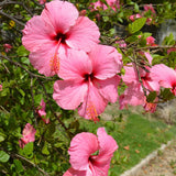 4 Pink Red Hibiscus Plants Live, Tropical Flower Plant, 4-8 Inch Tall