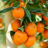 Grafted Satsuma Mandarin Tree Live 2-3 Feet Tall