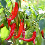Red Pepper Plant Live, 4 Inch Pot