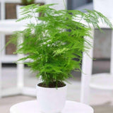 Asparagus Fern Plant Live, Houseplant, 4-6 Inch Tall, 4 Inch Pot
