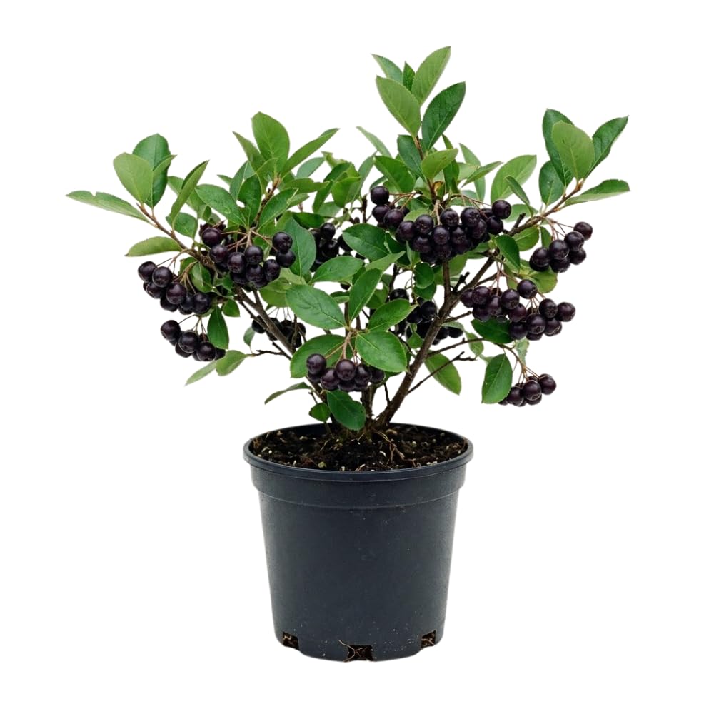 Chokecherry Tree Live Plant, Outdoor Garden Berry Tree, 7-9 Inch Tall