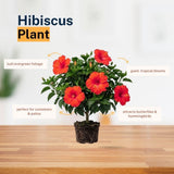 Pack 2 Red Hibiscus Plant 4-7 Inch Tall