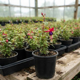 Black Fuchsia Live Plant, 4-8 Inch Tall, 5 Inch Pot, Blooming Flowers Plant
