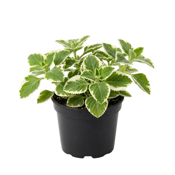 2 Variegated Cuban Oregano Herb Live Plants, Patio Container Herb