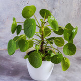 Money Plant Live, Pilea Peperomioides Houseplant, 2 Inch Pot