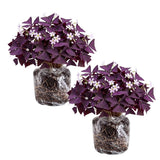 Set 2 Deep Purple Oxalis Triangularis Live Plant, 4–8 Inch Tall