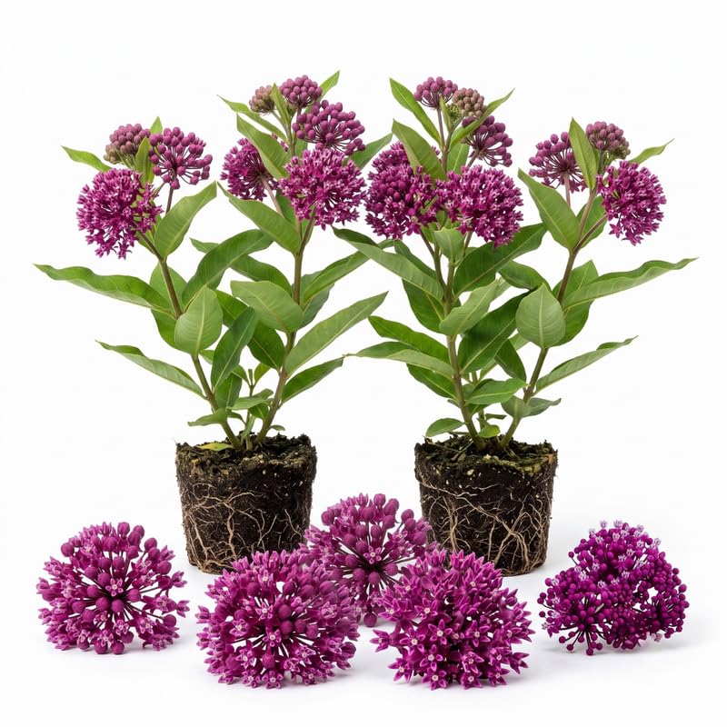 2 Purple Milkweed Live Plants, 3-6 Inch Tall