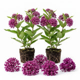 2 Purple Milkweed Live Plants, 3-6 Inch Tall