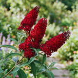 2 Random Butterfly Bushes Plants Live, Rooted Starter Shrub, 5-7 Inch Tall