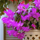 Purple True Christmas Cactus Live Plant, Desk Shelf Plant, 4-6 Inch Tall