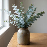 Silver Eucalyptus Tree Plant Live, Foliage Tree, 4-6 Inch Tall, 4 Inch Pot