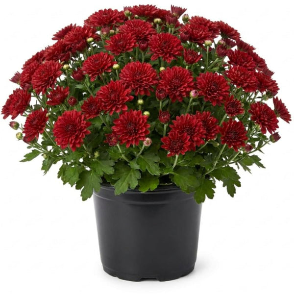 2 Red Chrysanthemum Live Plants - 3-6 Inch Tall