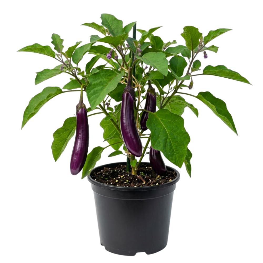 Eggplant Live Plant, Outdoor Patio Container Plant, 8 Inch Tall, 4 Inch Pot