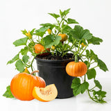 Pumpkin Plant Live, Garden Vegetable Plant, 4-7 Inch Tall
