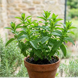 2 Peppermint Live Plants, Mint Herb Plant, 3-7 Inch Tall