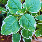2 Cuban Oregano Live Plants, Herb Plant, 4 Inch Tall, 4 Inch Pot