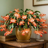 Orange Christmas Cactus Live Plants, 3 Inch Pot, 2 Plants Per Pot