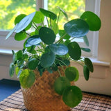 Live Money Plant, Pilea Peperomioides Plant Live 2 Inch Pot