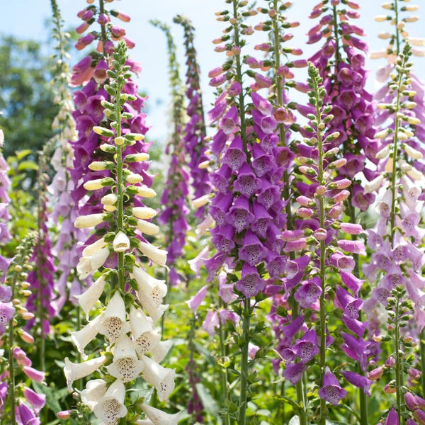 Mix Foxglove Flower Live Plant, 3-6 Inch Tall, 3 Inch Pot