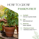 Purple Passionfruit Plant, Passion Fruit Plant Live, 4-6 Inch Tall