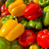 Bell Pepper Plants Live, Live Seedling, 4-6 Inch Tall, 4 Inch Pot