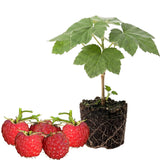 Live Thimbleberry Plant, Well-Rooted Berry Plant, 3-5 Inch Tall, 5 Inch Pot