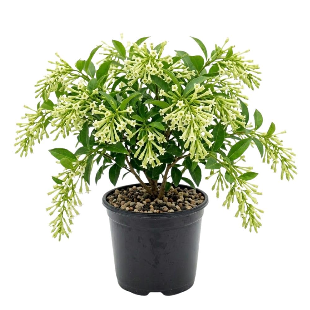 Night Blooming Jasmine Plant Live 4-6" Tall