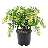 Night Blooming Jasmine Plant Live 4-6" Tall