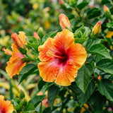 Hibiscus Plant Live, Vibrant Bloom Plant, 7-9 Inch Tall