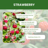 2 Strawberry Plants Live, Home Garden Berry Bush, 3-5 Inch Tall, 3 Inch Pot